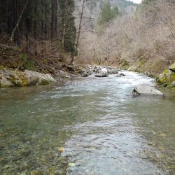 渓流ミノーイング